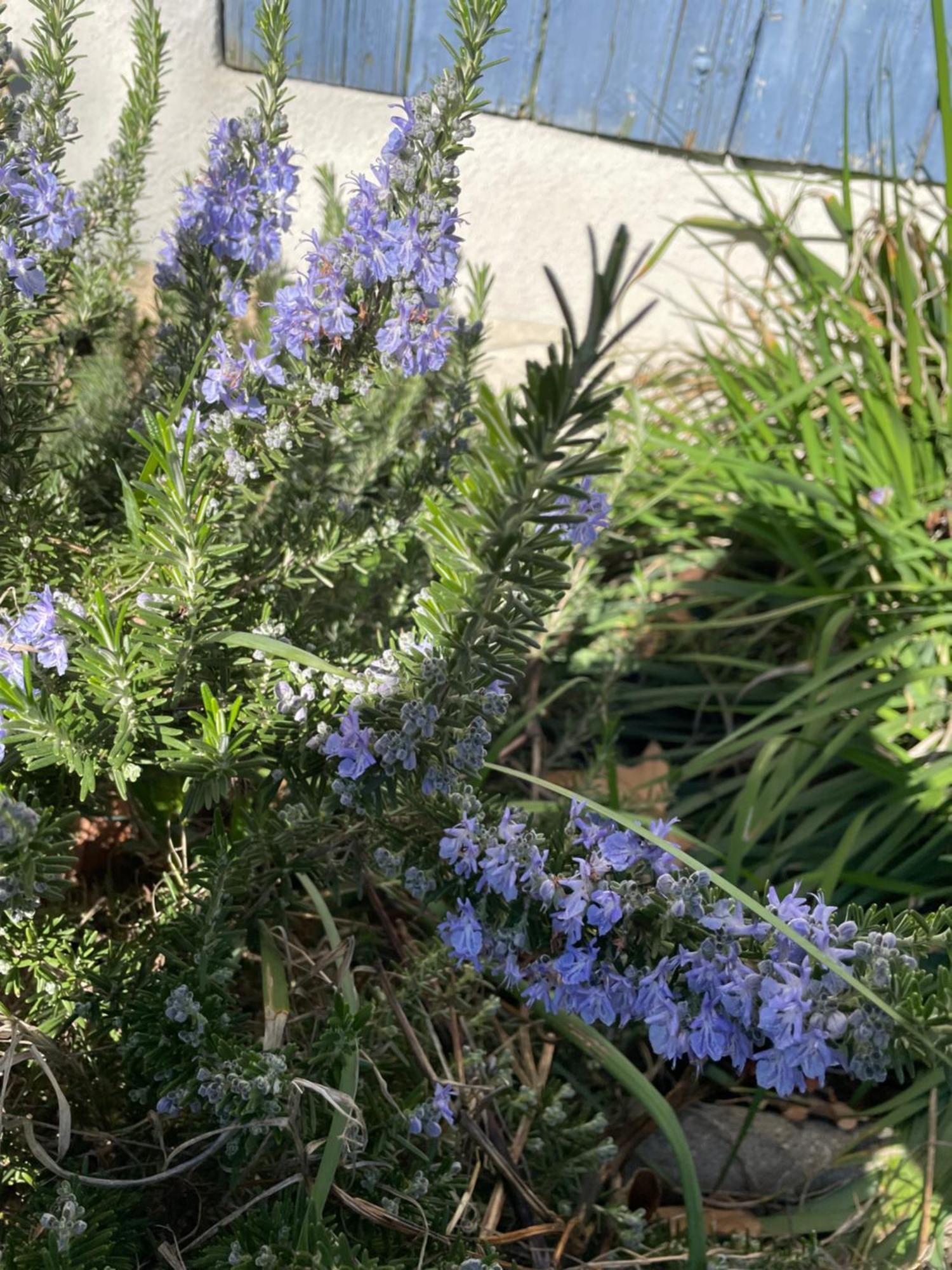 Gites Le Pimayon Manosque Exteriér fotografie